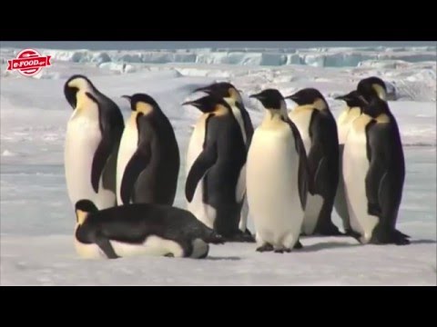 Βίντεο: Οι πιγκουίνοι κοιμούνται όρθιοι;
