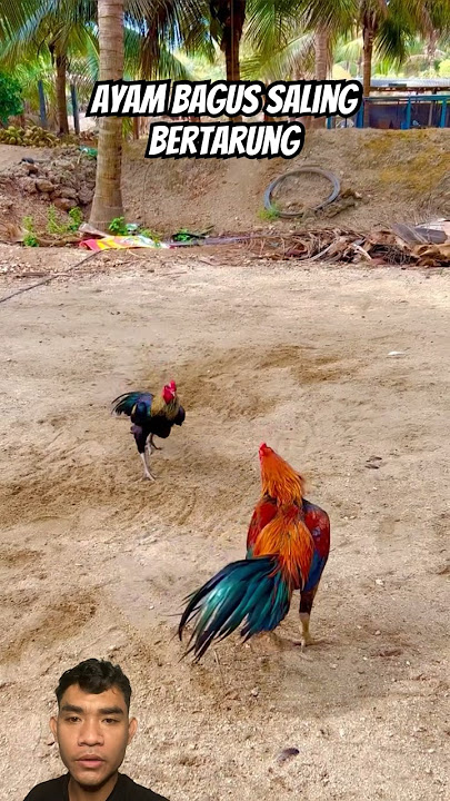 Ayam bagus saling bertarung #animals #chicken #rooster #pets #tarungayam #ayamtarung #ayam #tarung
