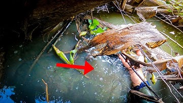 Cắm Câu Cá Lóc Mà Gặp Cảnh Này Đây Trời | HIỆP GÀ TV