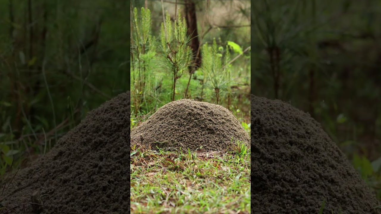 Time-Lapse: Fire Ant Colony Can't Catch a Break from the Rain