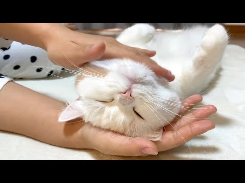 もふもふ絨毯にダメにされてしまったもふ猫…！