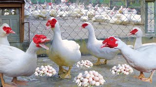 150 Days of Raising Muscovy Ducks  Process of Raising Muscovy Ducks for Eggs.
