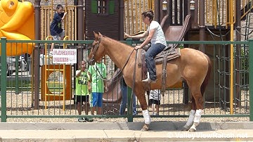 Mr Sansun - riding around town #2 - ValleyViewRanch.net