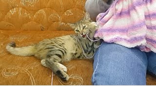 Cat Games- Cat playing with rope non-stop by istanbul stray cats 107 views 3 years ago 3 minutes, 39 seconds