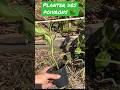 Planter des poivrons #poivron #potager #garden #jardin #planter #bio #jardinage #plants #tutorial