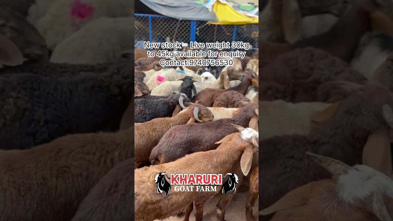 “New Stock of Goats & Sheep Arrived!” 