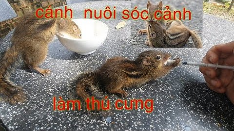 cách  nuôi  sóc đất  con