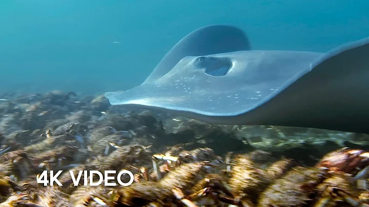 Stingray Ambushes Army Of Crabs | 4K UHD | Blue Planet II | BBC Earth