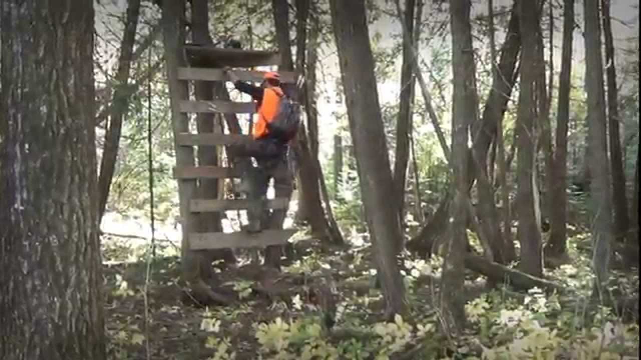 Ontario Archery Bear Hunt YouTube