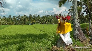 INDONESIA rice fields near Ubud (2), Bali (3 Oct 2012)