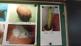 Cm2 Dunières Expériences Autour De La Pomme De Terre