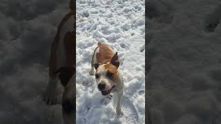 Amstaff Playing In The Snow