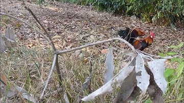 Bẫy gà rừng rặc mới nhất gặp bổi cực sung dính gio rùi vân con đá nhau 