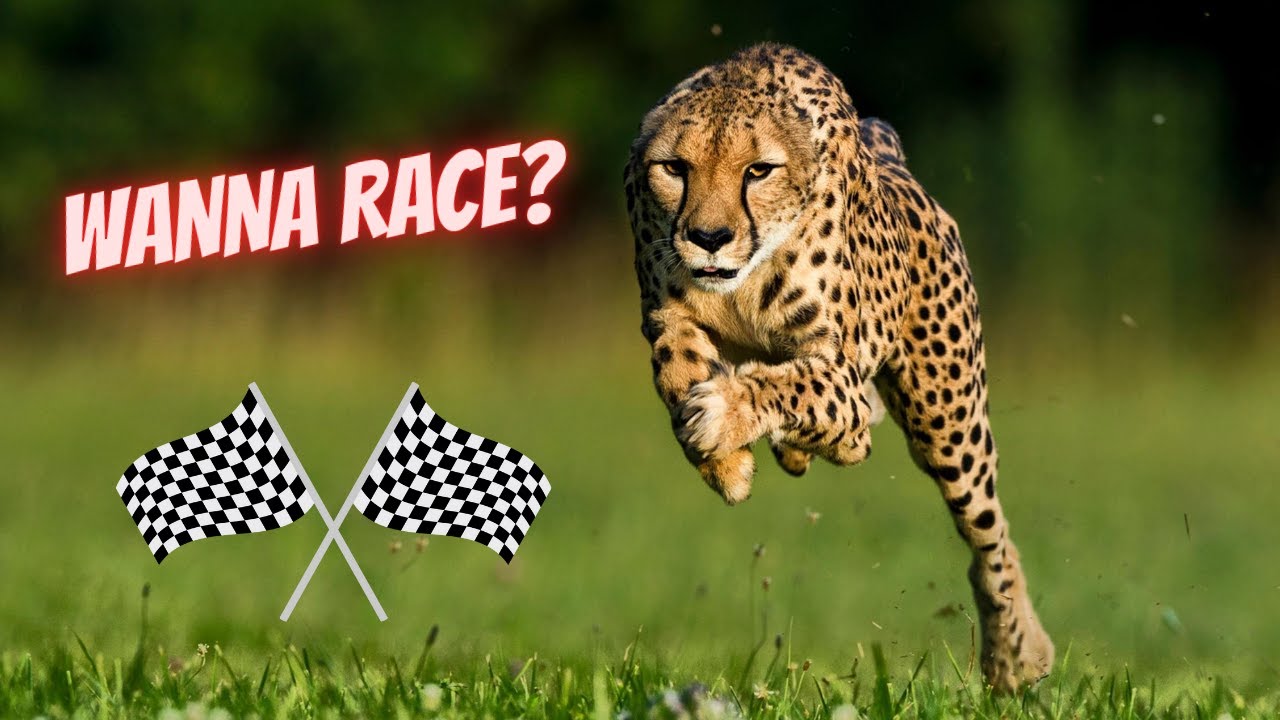 The Secret of Cheetahs Speed. - YouTube