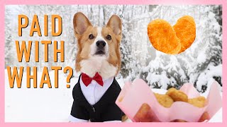 KISSING BOOTH - Topi the Corgi