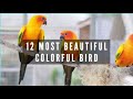 Most Beautiful Colorful Birds