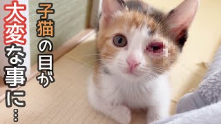 子猫の目がパンパンに腫れ、ご飯も食べないし「もうダメかも…」と覚悟しました。