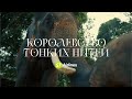 S7 Airlines | Королевство тонких нитей | тизер