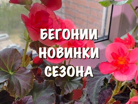 КАК ПОСАДИТЬ БЕГОНИЮ в КАШПО/ОБЗОР МОИХ ЦВЕТОВ, НОВЫЕ СОРТА, ОСОБЕННОСТИ, секреты выращивания