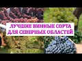 ЛУЧШИЕ ВИННЫЕ СОРТА ВИНОГРАДА ДЛЯ СЕВЕРНЫХ ОБЛАСТЕЙ,  6* ОТЕЛЬ ЭДЕМ /ТЕХНИЧЕСКИЕ СОРТА