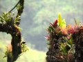 Resplendent Quetzals nesting at Mount Totumas Cloud Forest