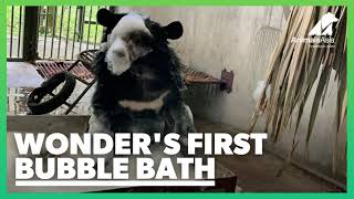 Rescued cub Wonder's first bubble bath