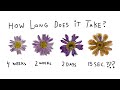 How To Press Flowers - 4 different methods 🌷🌻(Can they press in 15 seconds?)