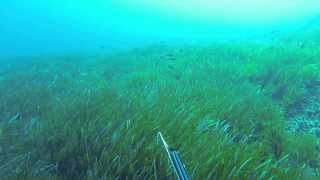 Hearing seismic surveying while underwater
