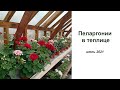 Пеларгонии в теплице. Июль 2021