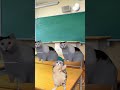 【猫ミーム】テストが悪かったら家を追い出される子供①#猫ミーム #猫ミーム日常 #shorts