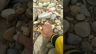 Congkel Ternyata Bagus 💎 Cari Bahan Batu Akik Di Pinggiran Sungai Resimi