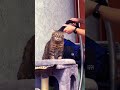 Кот и пылесос Кот сломался Кот и пылесос Кот сломался