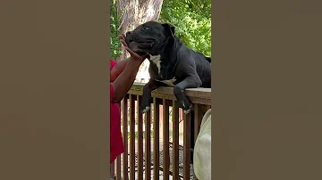 WHAT YOU LOOKING TO BREED WITH BIG MASTIFF S Black Hidi Platinumpawsandmorellc 