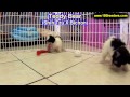 Teddy Bear, Puppies, For, Sale, In, Olathe, Kansas, County, KS, Fairfield, Litchfield, Middlesex, To Teddy Bear, Puppies, For, Sale, In, Olathe, Kansas, County, KS, Fairfield, Litchfield, Middlesex, To