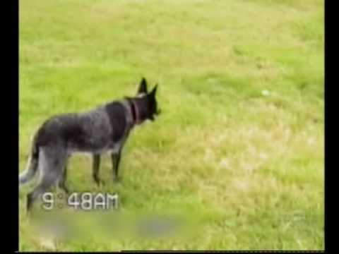 Video: Hvordan Oppdra En Intelligent Hund