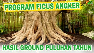 CEK PROGRAM BONSAI FICUS PULUHAN TAHUN