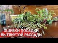 Ошибки посадки вытянутой рассады