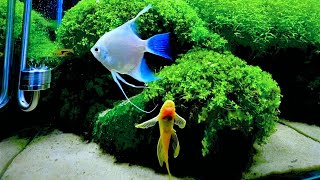 Angelfish, Preco, Platy, Betta fish ~ Nature Aquarium