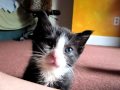 Cute animal video of the day: serenated kitten can't stay awake