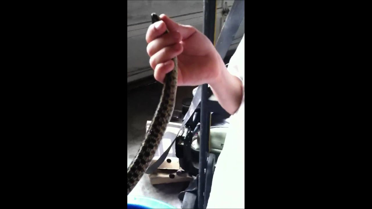 My pet snake YouTube