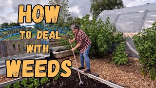 Dealing With Weeds On Our UK Allotment