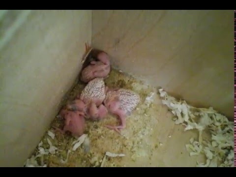 Parakeet Baby Update. Episode 7. Skittles and Beauty's Little Family