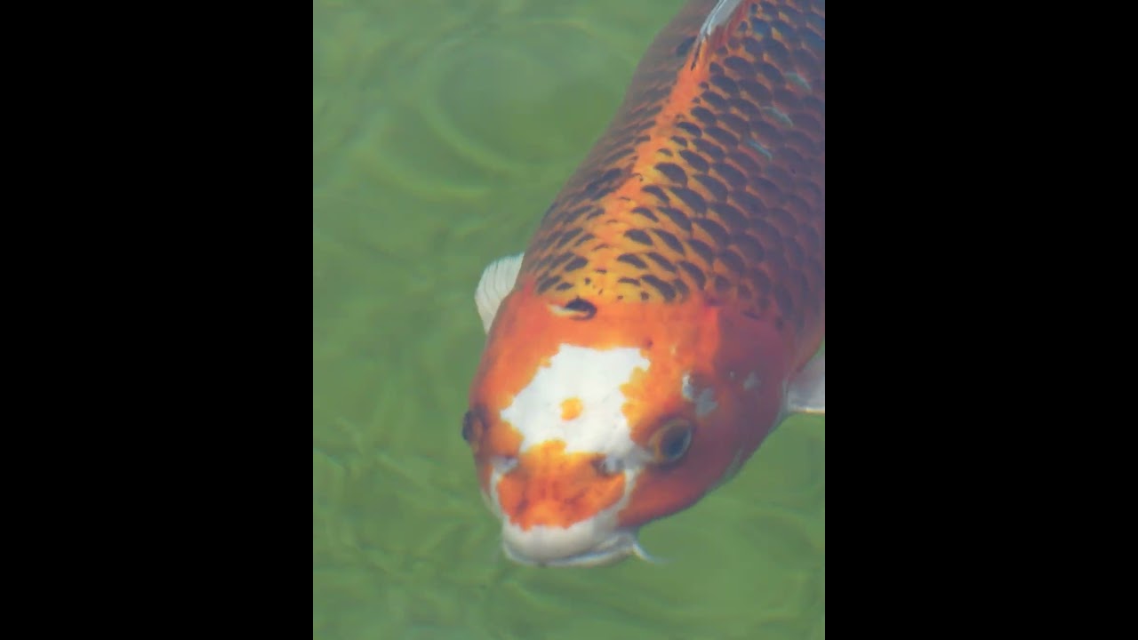 Stahlpool als Koiteich  