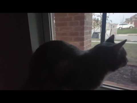 yoshi-sees-a-bird-(cat-chittering)