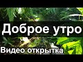 Доброе Утро! ПУСТЬ ТЕБЕ СЕГОДНЯ ПОВЕЗЕТ! Красивая Видео Открытка