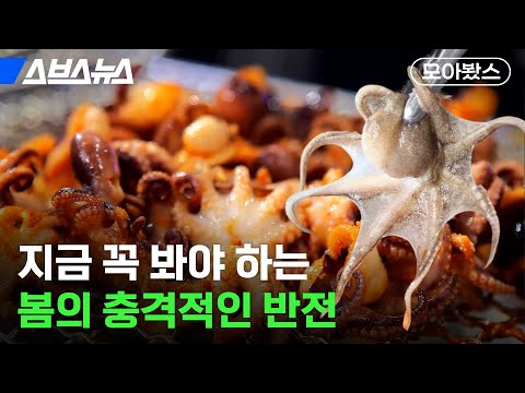 설레는 계절인 줄만 알았던 봄, 그 뒤에 숨겨진 것들 [모아봤스] / 스브스뉴스