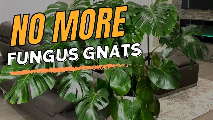 How to get rid of fungus gnats indoors