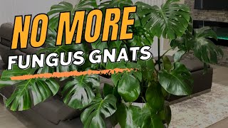 Foolproof Fungus Gnat Killer That Actually Works - Houseplant Pest Control