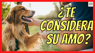 ¿Cómo sé si mi perro me considera el líder de la manada?