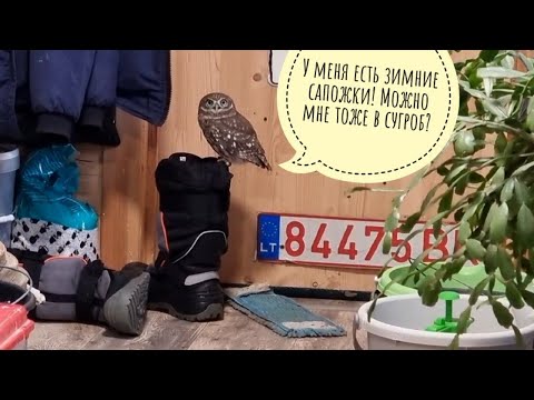 Видео: Сыч Лучик в уюте с лакшери завтраком, а за стеной метель, суета, снежный пёс и снегири в кафешке